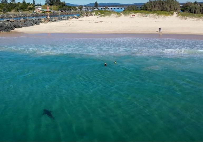 Terrifying moment great white SHARK stalks kids playing in the sea totally unaware of the deadly danger just feet away