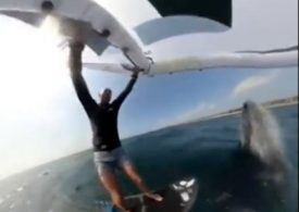 Heart-stopping moment breaching humpback whale LANDS on surfer after leaping out of water