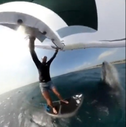 Heart-stopping moment breaching humpback whale LANDS on surfer after leaping out of water