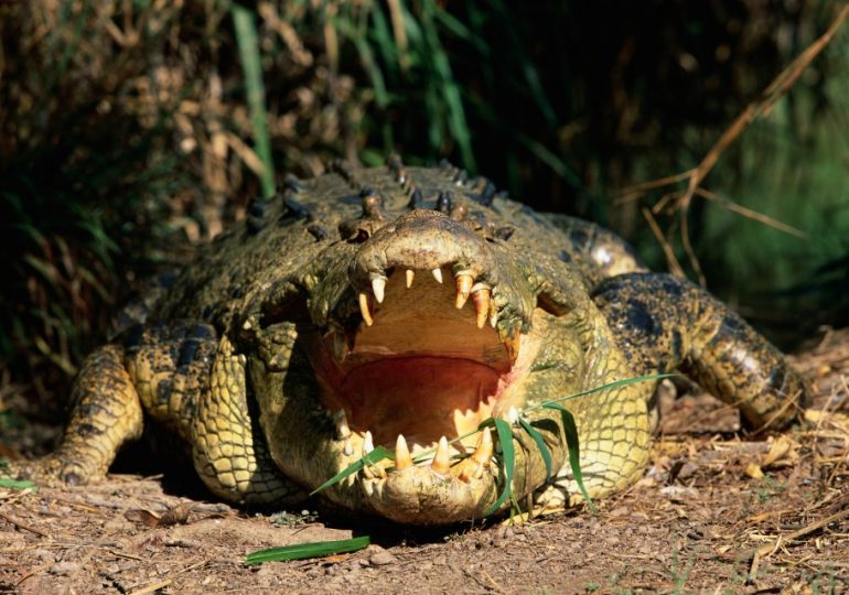 World’s crocodile attack capital where 450 people have been eaten alive as 26ft maneaters stalk humans for food