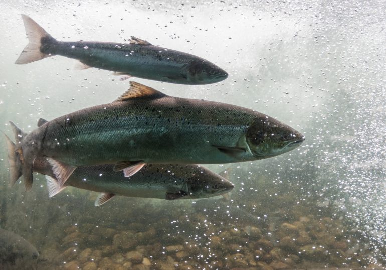 Artificially Cooling Rivers Could Protect Fish From Climate Change