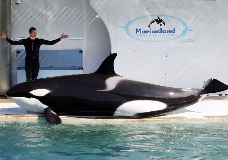 Mystery as orca Moana dies suddenly after spending his entire life in captivity at French theme park