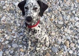 These fun snaps show adorable pets blending in perfectly with the background…can you spot them?