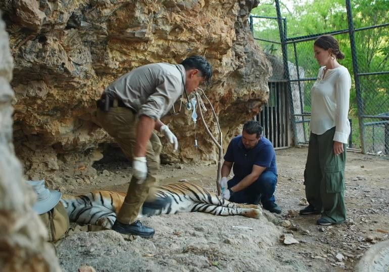 Starved, mutilated & dragged on leashes by heartless drug cartels for street cred: inside Mexico’s sick exotic pet trade