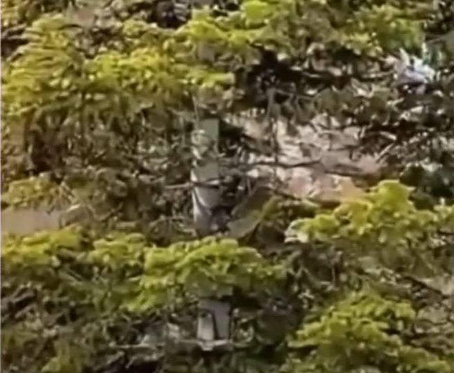 You have a high IQ if you can spot the hidden mountain lion lurking in a tree ready to pounce