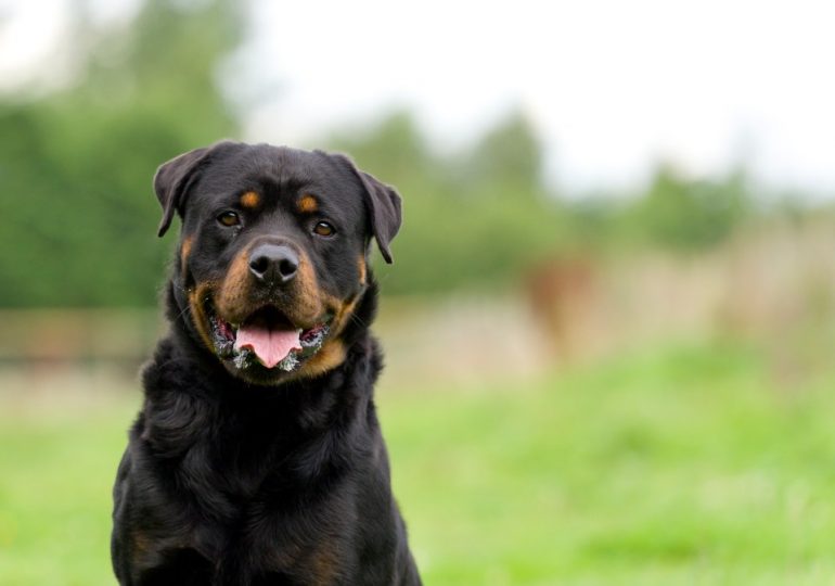 Pregnant woman seriously injured after being hit by falling rottweiler that plunged from third floor and landed on her