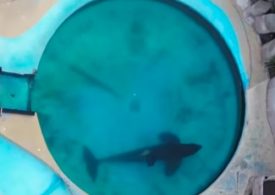 ‘World’s loneliest orca’ seen swimming alone and barely moving in tiny pool 20 years after partner’s death