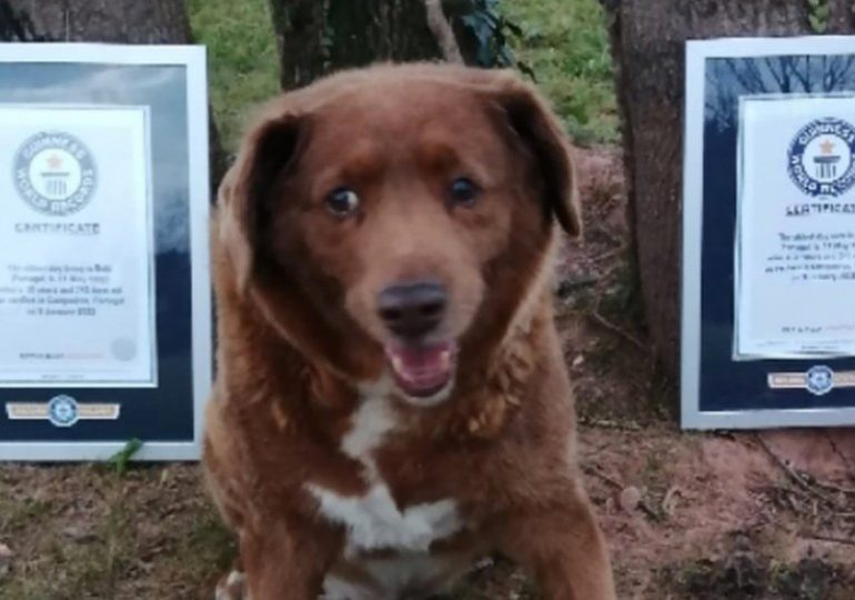 World’s oldest dog Bobi dies aged 31 after owners held huge bash to celebrate his birthday