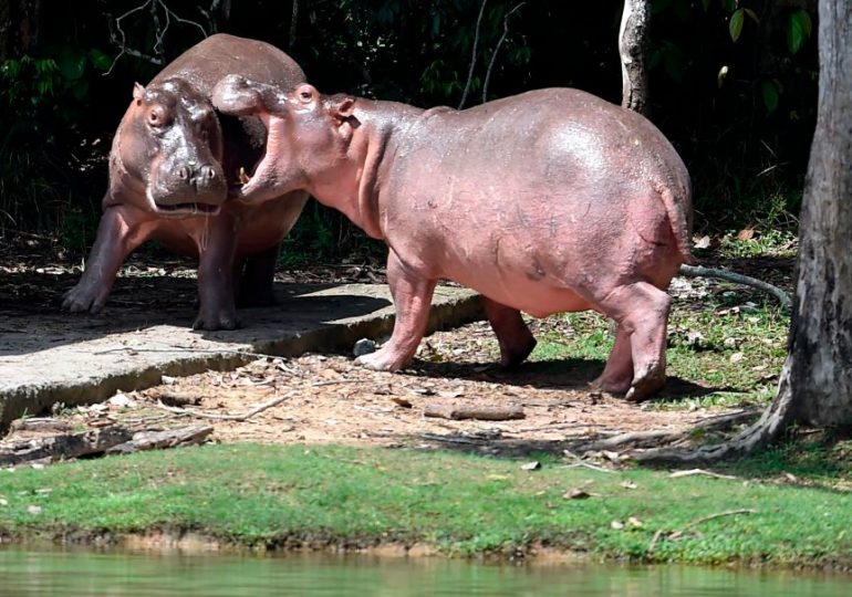 Pablo Escobar’s notorious ‘cocaine hippos’ face being shot dead as 100 beasts run wild in Colombian jungle