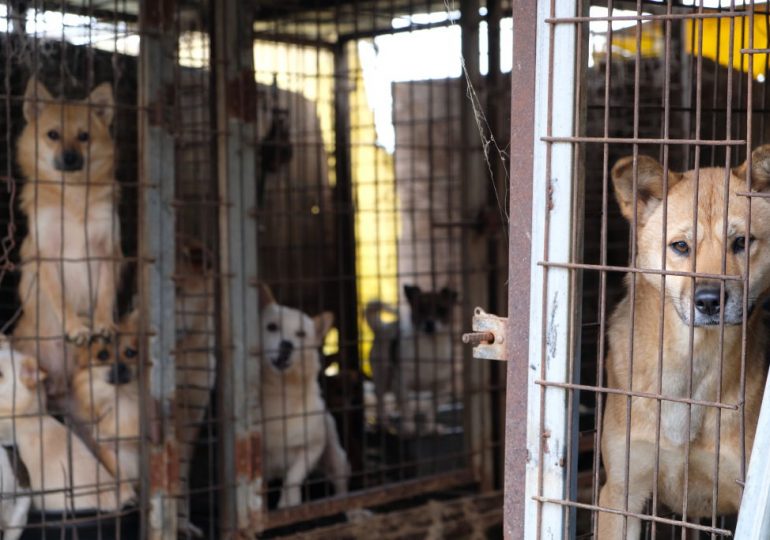 South Korean Farmers Threaten to Release 2 Million Strays in Protest of Dog Meat Ban