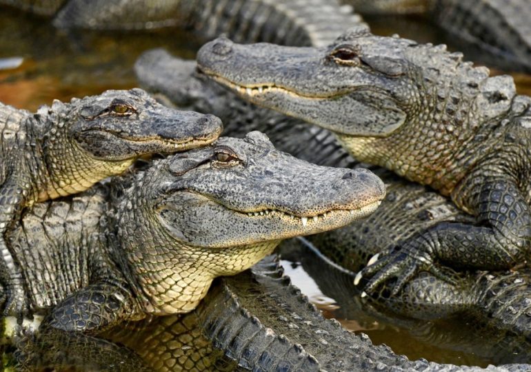 Orgy of 3,000 crocodiles whipped into mass sex frenzy by sound of HELICOPTERS flying overhead