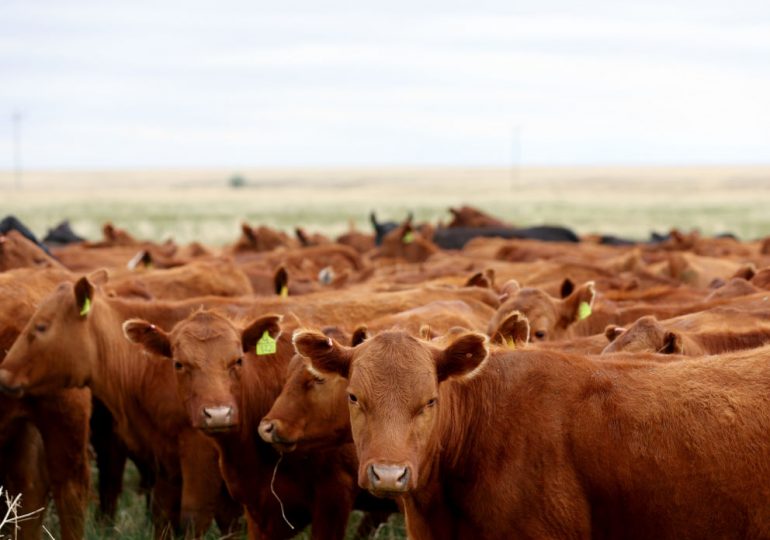 Rising Livestock Emissions Undermine World’s Climate Fight