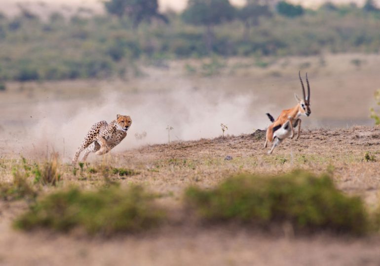 Cheetahs Are Shifting Their Hunting to Night to Avoid Hotter Weather