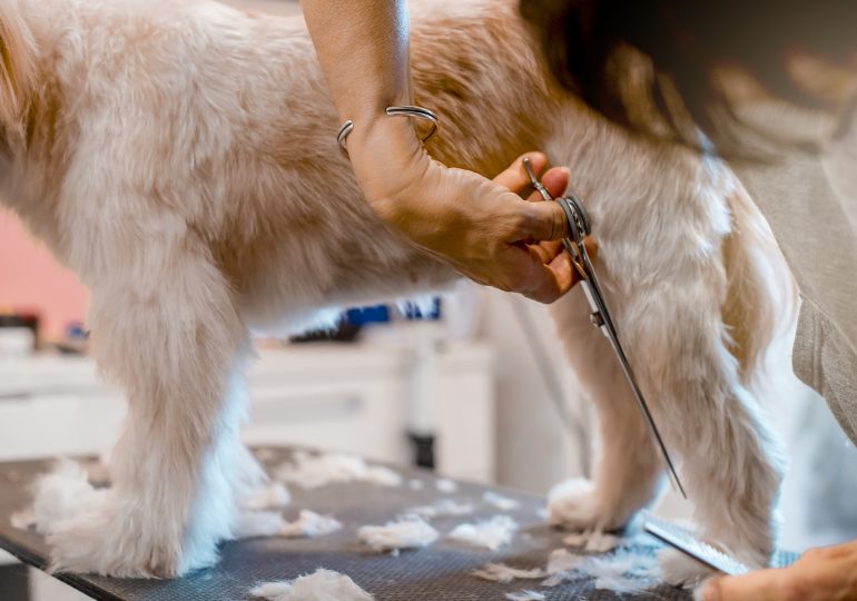 How Dog Hair Is Making a Resurgence as a Sustainable Textile