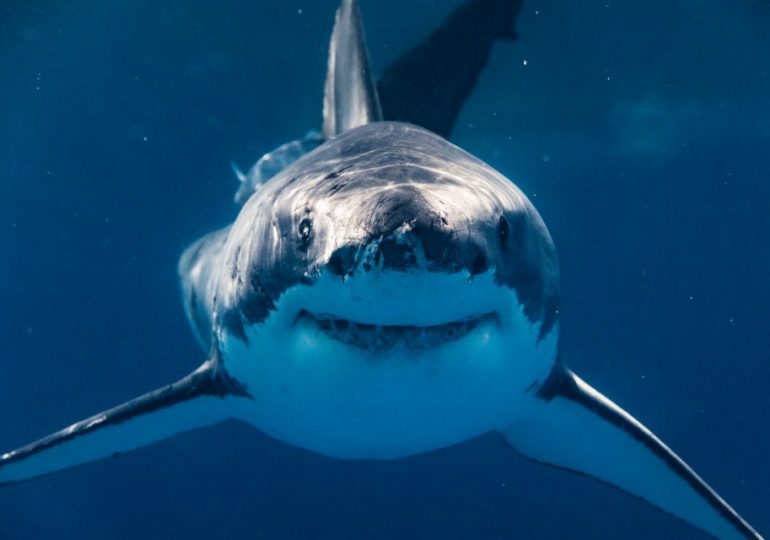 Great white sharks are diving thousands of feet deeper than normal into ocean’s ‘twilight zone’ – and no one knows why
