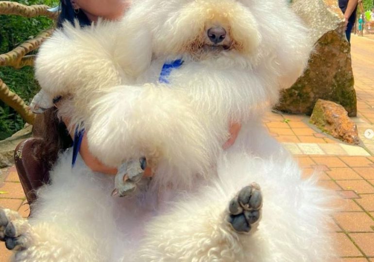 I own ‘world’s biggest’ poodle who weighs as much as a 12-year-old boy and is 5ft tall…we didn’t think he’d get so big