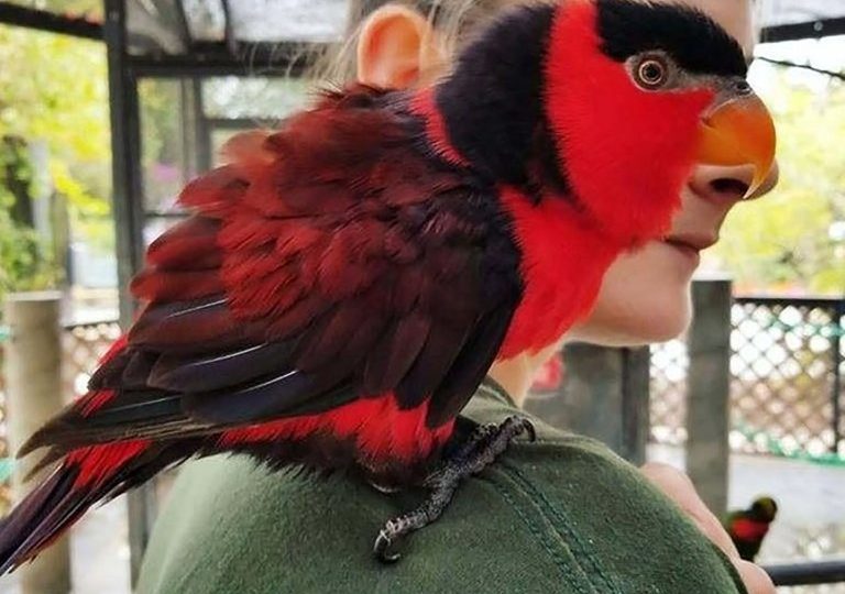 From hilarious parrot landing on woman’s shoulder to hairy commuters – the best selfies photobombed by animals