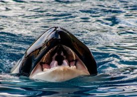 Orcas sink ANOTHER boat off Gibraltar after relentless 45-minute attack by killer whales ‘led by notorious White Gladis’