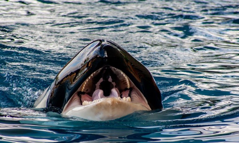 Sailors unveil new weapon against orcas as beasts try to sink ships – with crews now blasting them with HEAVY METAL