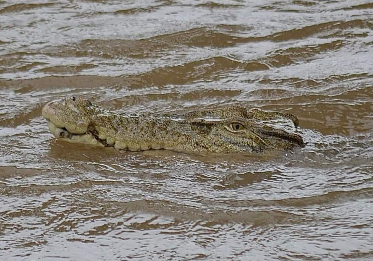 Crocodiles roam the streets of Australia after Cyclone Jasper floods whole neighbourhoods and sinks planes at airport