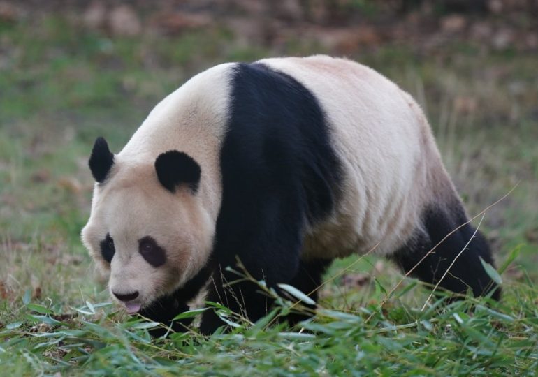 Four giant pandas picnic in China — as two friends are flying back from Scotland after 12 years