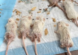 Secret US lab packed with deadly viruses & infected mice was run by China ‘scientist’… and could have sparked a pandemic