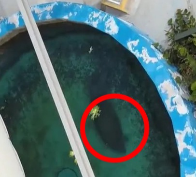 Heartbreaking vid shows ‘world’s loneliest manatee’ Romeo swimming alone & spinning in ‘dizzying’ circles in tiny pool