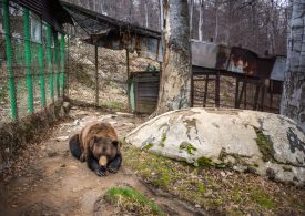 World’s loneliest bear Baloo has been caged for 23 YEARS with only booze to numb pain as he’s jabbed with sticks