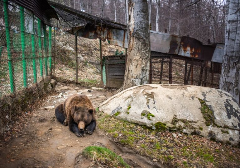 World’s loneliest bear Baloo has been caged for 23 YEARS with only booze to numb pain as he’s jabbed with sticks