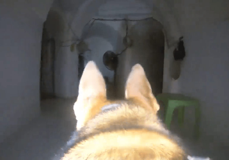 Incredible video shows Israel’s war dogs hunting Hamas terrorists through massive dark tunnel network beneath Gaza