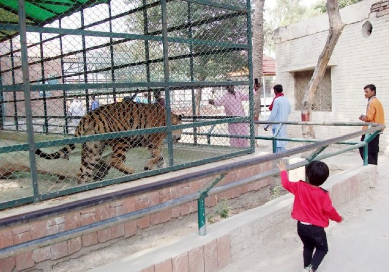 Half-eaten body found in tiger’s cage after zoo visitor jumps in & horrified staff see SHOE in beast’s mouth hours later