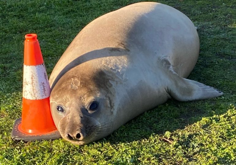 The Internet’s Newest Sensation Is Neil the Seal From Tasmania