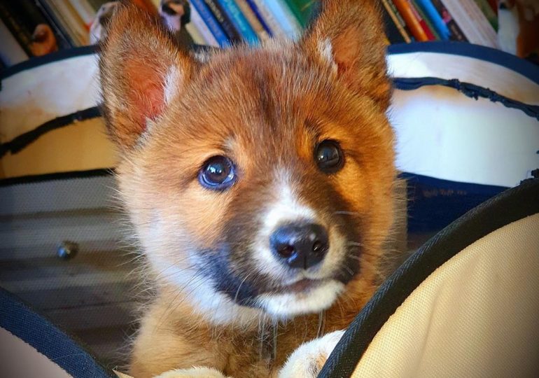 An eagle dropped an adorable ‘puppy’ in my garden so I adopted it – then it grew into something VERY different