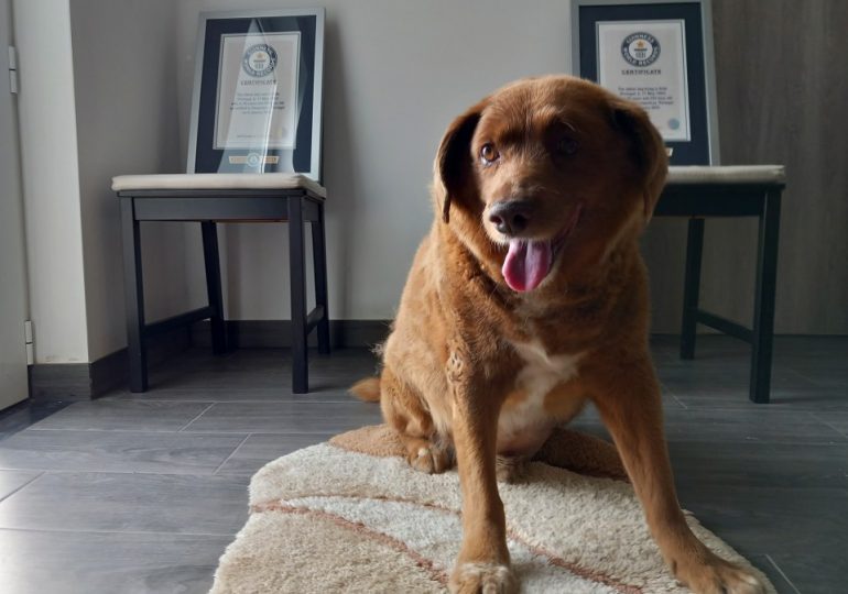 Owner of ex ‘world’s oldest dog’ Bobi who’s had title axed claims DOG FOOD giants are behind conspiracy to dethrone him