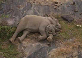 Rescued elephant calf cuddles up to mum in heartwarming reunion after baby was separated from herd