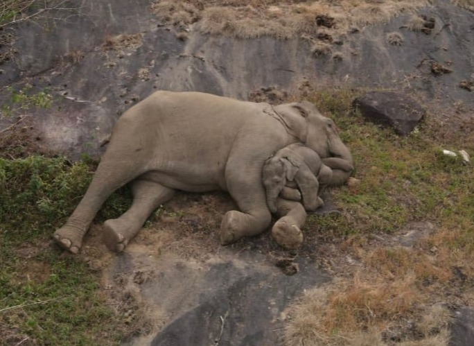 Rescued elephant calf cuddles up to mum in heartwarming reunion after baby was separated from herd