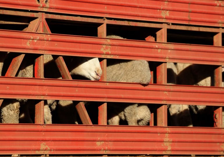 Thousands of Sheep Are Stranded on a Ship off Australia’s Coast Amid Red Sea Tensions