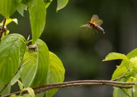 Two Broods of More Than a Trillion Cicadas Will Emerge in the U.S. This Year