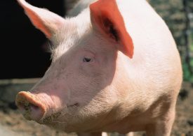 How Pigs Could Help People Who Need Liver Transplants