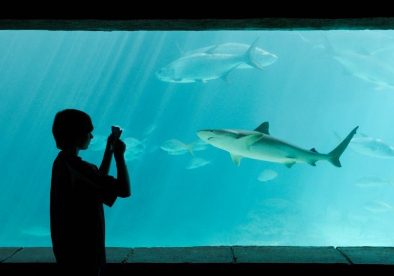 Boy, 10, mauled by SHARK in tank at luxury Atlantis resort in Bahamas that offers ‘walk with sharks adventure’