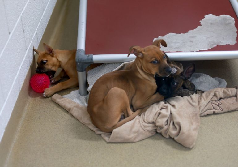 Surge in Unwanted Dogs Fuels ’Crisis’ Across U.S. Animal Shelters