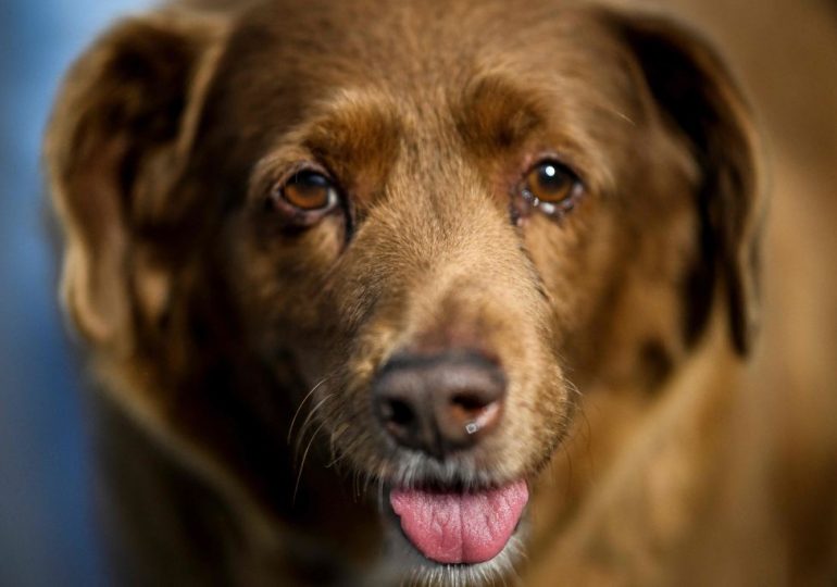 Here’s Why Guinness World Records Has Suspended Bobi’s ‘World’s Oldest Dog’ Title