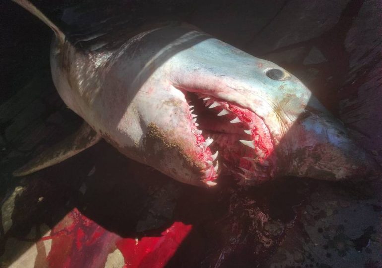 Horror as 7ft shark with teeth dripping blood washes up on Costa tourist beach… sparking fears over what beast killed it