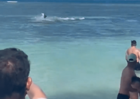 Terrifying moment shark launches vicious attack sending holidaymaker fleeing for their lives at Caribbean tourist spot