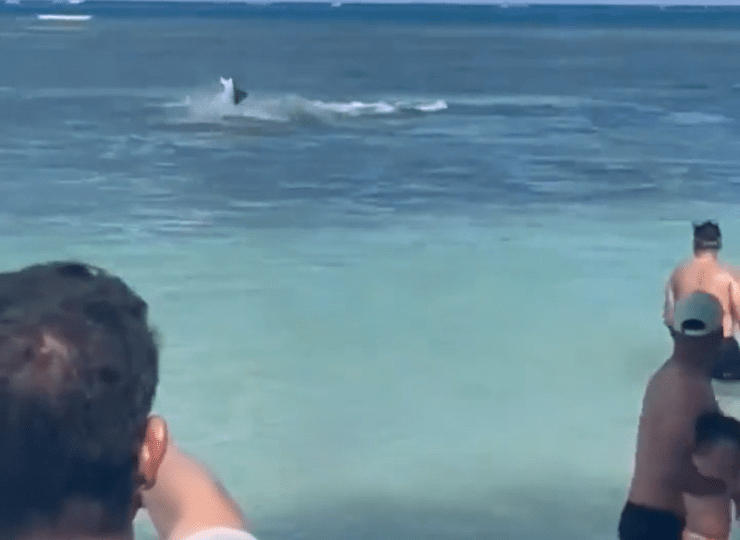 Terrifying moment shark launches vicious attack sending holidaymaker fleeing for their lives at Caribbean tourist spot