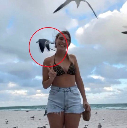 Cheeky moment influencer Lele Pons nearly goes topless as SEAGULL swoops down and unties her bikini