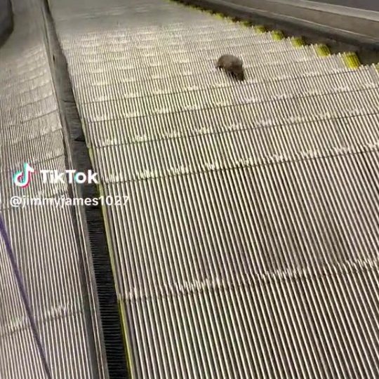 Grim vid shows giant rat on never-ending climb up escalator that’s going DOWN into filthy NYC Subway amid rodent plague
