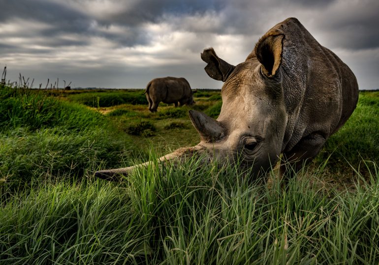 An Inside Look at the Embryo Transplant That May Help Save the Northern White Rhino