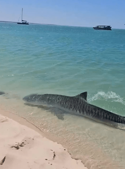 Terrifying moment deadly tiger shark darts out of NOWHERE into shallow water just feet from beachgoers on hunt for prey