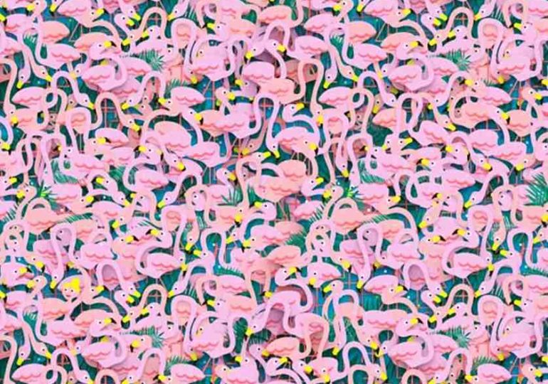 Everyone can see the flamingos – but only those with 20/20 vision & a high IQ can find the ballet dancer in 12 second